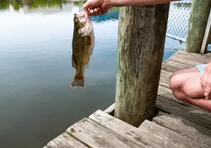 Man holding a bass fish in his hand
