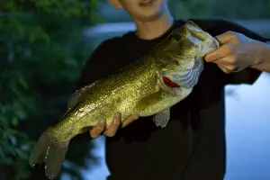 Picture of some who has caught a bass fish