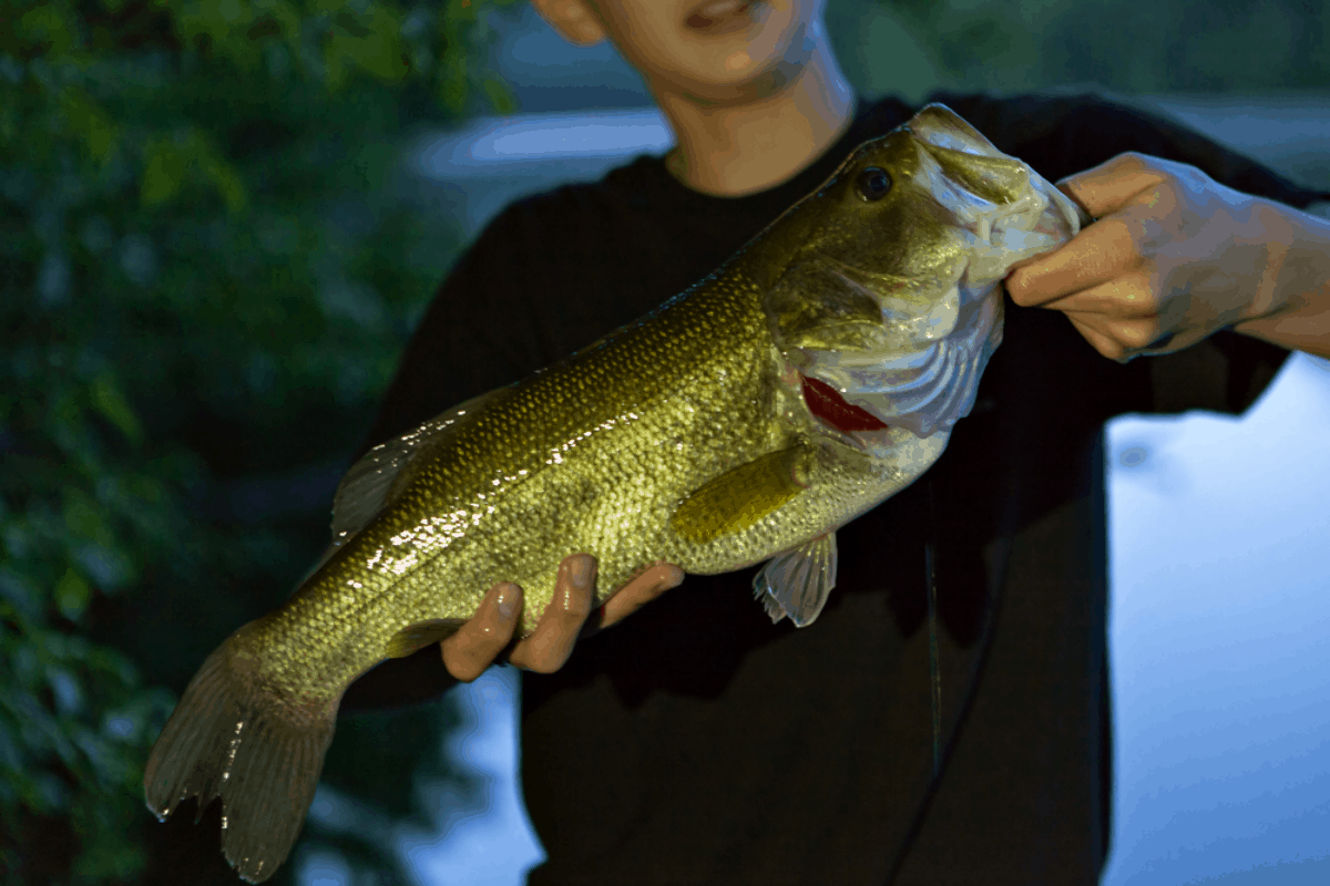 The Best Bass Fishing Rod and Reel Combos (7 Top Reviews)