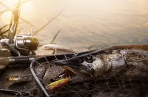 An image of Fishing tackle