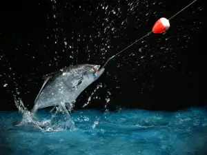 A fisherman with a spinning reel catches a jumping fish.