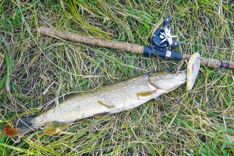 Pike and spinning with baitcasting reel on grass