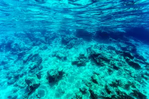 Picture of a saltwater seabed background