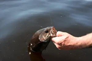 A man freshwater bass fishing