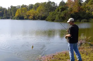 Man fishing out a crappie at a lake