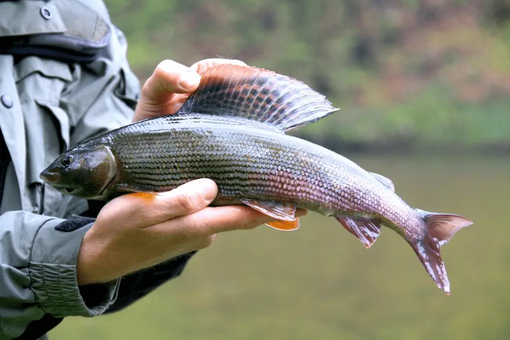 man holding fish he just caught