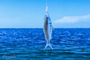 fish caught on a bait taken out of the water