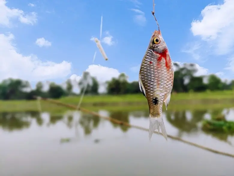 atrapó peces en un cebo de pesca