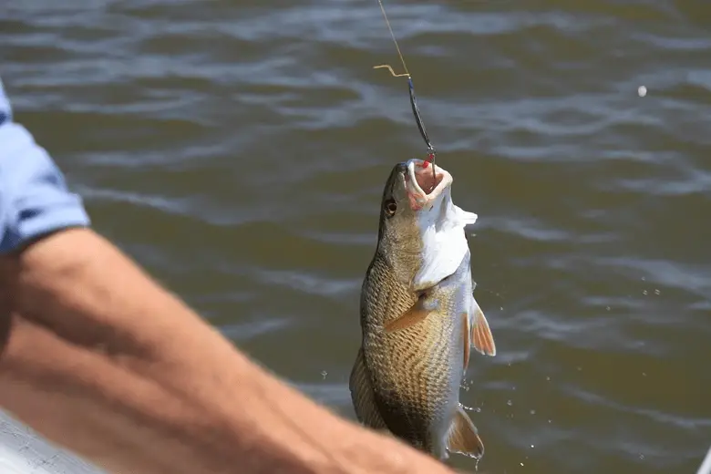 angler catching a fish