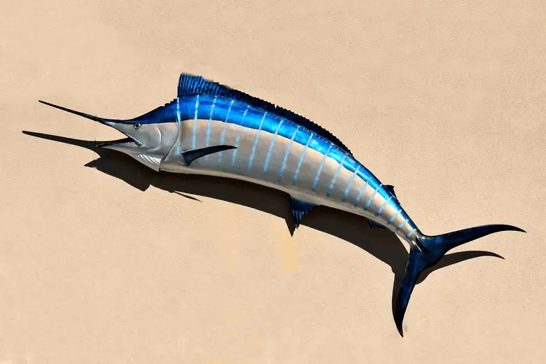 taxidermy of a blue marlin fish
