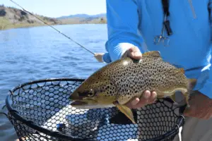 angler holding a freshly caught trout fish