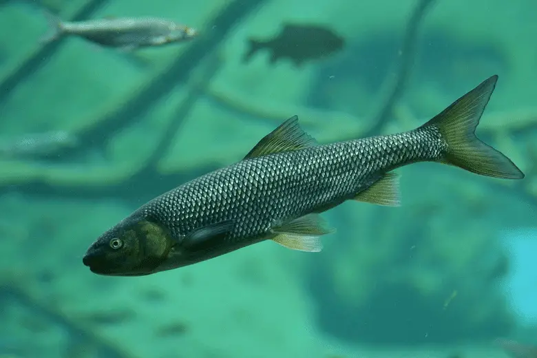 close-up of trout fish in clear blue water