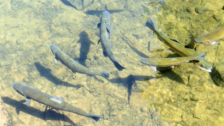 group of trout swimming in a clear lake