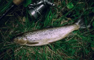 close-up of caught trout fish on the grass