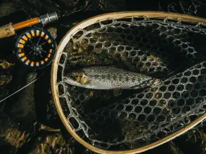 close-up of trout in a fishing net