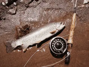 A rainbow trout lies on the ground next to a fishing rod and reel, showcasing tips and tricks for catching trout from shore.
