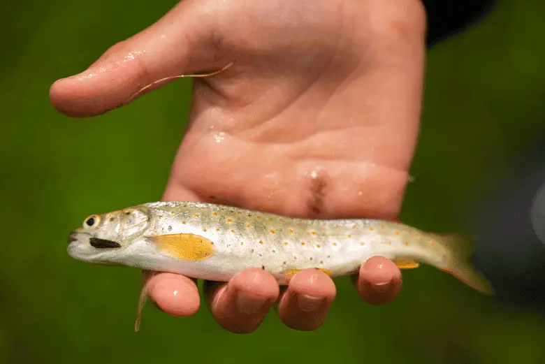 How to catch trout from shore while holding a small fish.